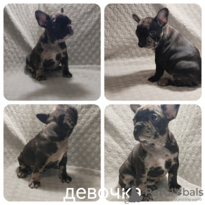 Photo №1. french bulldog - for sale in the city of Brest | negotiated | Announcement № 67744