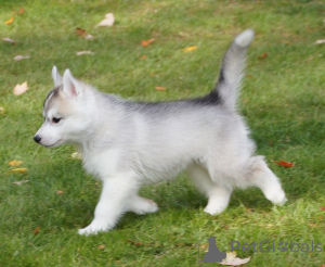 Photo №3. Talented Siberian husky Puppies to give out.. United States