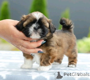 Photo №1. shih tzu - for sale in the city of Berlin | 753$ | Announcement № 138875