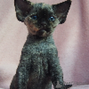 Photo №2 to announcement № 114804 for the sale of devon rex - buy in Poland breeder