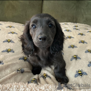 Photo №2 to announcement № 123006 for the sale of dachshund - buy in Germany breeder