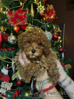 Photo №1. poodle (toy) - for sale in the city of Belgrade | negotiated | Announcement № 127942