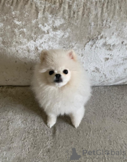 Photo №4. I will sell pomeranian in the city of Paris.  - price - 1057$