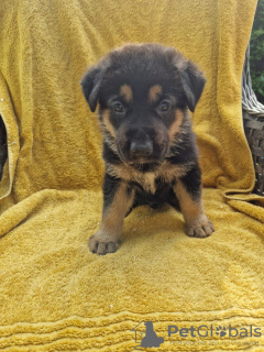 Photo №1. german shepherd - for sale in the city of New York | 550$ | Announcement № 121038