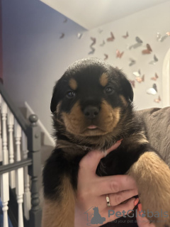 Photo №2 to announcement № 100358 for the sale of rottweiler - buy in United States private announcement