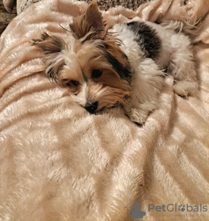 Photo №3. Yorkshire Terrier. Czech Republic