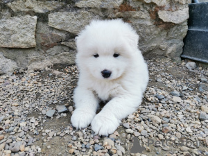 Photo №2 to announcement № 49055 for the sale of samoyed dog - buy in France breeder