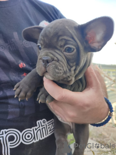 Photo №1. french bulldog - for sale in the city of Москва | negotiated | Announcement № 19385