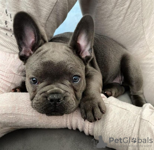 Photo №1. french bulldog - for sale in the city of Hannover | negotiated | Announcement № 111405