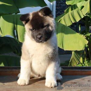 Photo №3. Purebred American Akita puppies. Germany