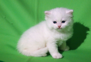Photo №1. siberian cat - for sale in the city of Nizhny Novgorod | Negotiated | Announcement № 1254