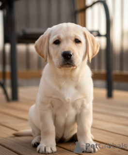 Photo №1. labrador retriever - for sale in the city of Philippsburg | 450$ | Announcement № 168073