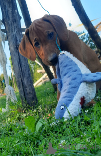 Photo №4. I will sell rhodesian ridgeback in the city of Krakow. breeder - price - 2071$