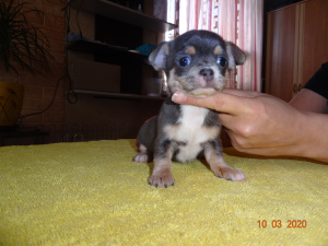 Additional photos: Puppies boy and 3 girls