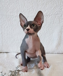 Photo №1. sphynx-katze - for sale in the city of Odessa | 500$ | Announcement № 3001