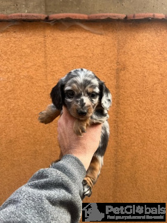 Photo №3. Long-haired mini dack puppies. Serbia