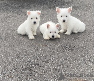 Photo №1. west highland white terrier - for sale in the city of Paris | negotiated | Announcement № 157227