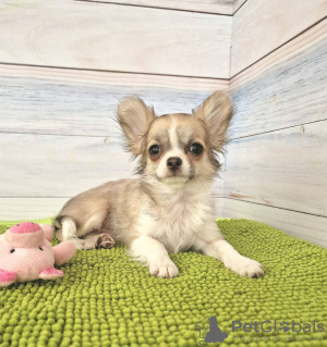Photo №2 to announcement № 103980 for the sale of chihuahua - buy in Germany breeder