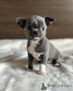 Photo №3. Prachtige Chihuahua-puppy's op zoek naar een gouden mandje. Belgium