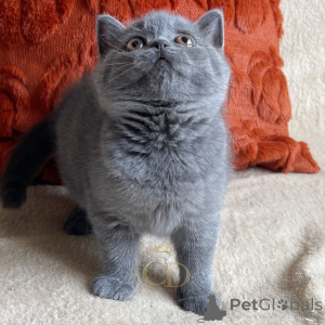 Photo №4. I will sell british shorthair in the city of Allensbach. breeder - price - negotiated