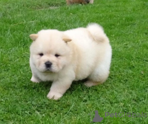 Photo №1. chow chow - for sale in the city of Hohenems | 826$ | Announcement № 178534