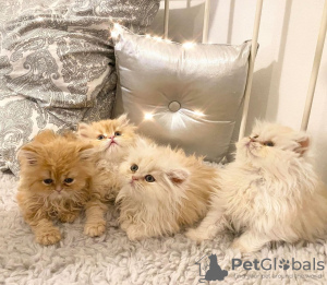Photo №1. siberian cat - for sale in the city of Франкфурт-на-Майне | 414$ | Announcement № 12022