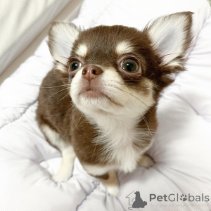 Photo №1. chihuahua - for sale in the city of Frankfurt | Is free | Announcement № 151219