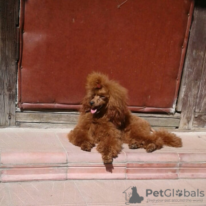 Photo №3. Rkf mini toy poodle puppies. Russian Federation
