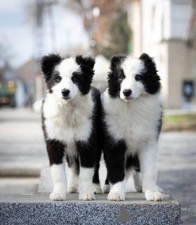 Photo №2 to announcement № 135248 for the sale of border collie - buy in Serbia breeder