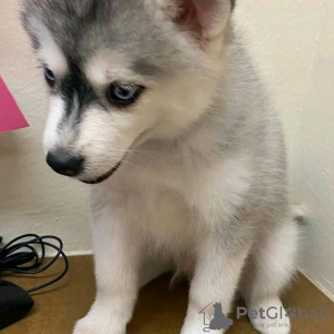 Photo №3. Siberian husky puppies are ready to go now Business WhatsApp 37256062792. Finland