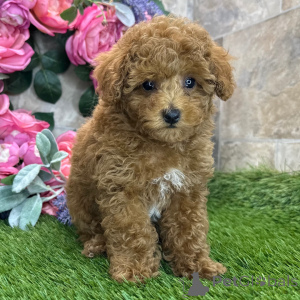 Photo №3. Poodle Male 9 weeks old Ready by May 17. Belgium