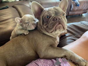 Photo №2 to announcement № 166513 for the sale of french bulldog - buy in Belgium 