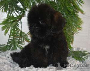 Photo №3. Shi-Tzu. Russian Federation