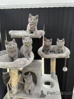 Photo №1. british shorthair - for sale in the city of Zelzate | Is free | Announcement № 154171