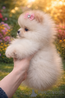 Photo №4. I will sell pomeranian in the city of Dnipro. from nursery, breeder - price - 826$