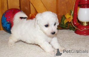 Photo №2 to announcement № 168185 for the sale of bichon frise - buy in Sweden private announcement, breeder
