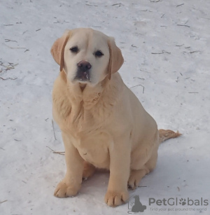 Photo №2 to announcement № 92305 for the sale of labrador retriever - buy in Russian Federation from nursery, breeder