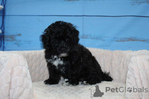 Photo №2 to announcement № 149815 for the sale of maltipu - buy in Germany private announcement, breeder