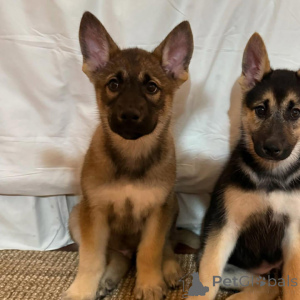 Photo №1. german shepherd - for sale in the city of Berlin | 282$ | Announcement № 135613
