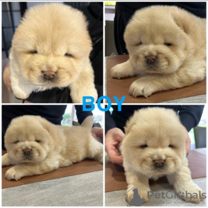 Photo №4. I will sell chow chow in the city of Genk. private announcement, breeder - price - 376$