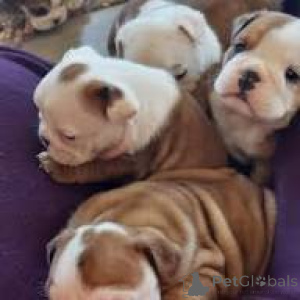 Photo №1. english bulldog - for sale in the city of Paris | 1032$ | Announcement № 166748