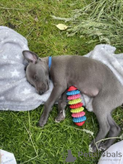 Photo №3. READY 6/7/24 Adorable homebred KC registered Whippet pups. United States