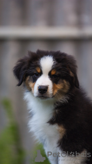 Photo №2 to announcement № 23107 for the sale of australian shepherd - buy in Russian Federation from nursery