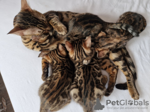 Photo №2 to announcement № 42298 for the sale of bengal cat - buy in Germany private announcement