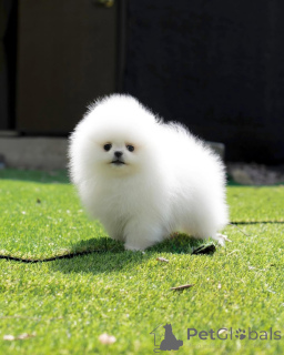 Photo №4. I will sell pomeranian in the city of Nuremberg. private announcement - price - 470$