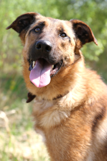 Photo №2 to announcement № 1200 for the sale of belgian shepherd - buy in Russian Federation from the shelter