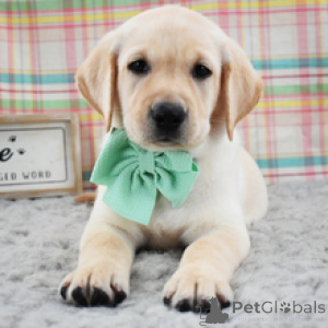Photo №4. I will sell labrador retriever in the city of Frankfurt. private announcement - price - 619$