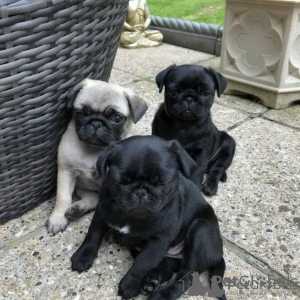 Photo №1. pug - for sale in the city of Helsinki | negotiated | Announcement № 123582