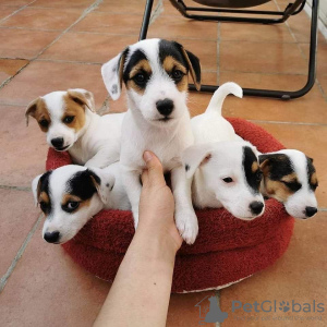 Photo №2 to announcement № 42249 for the sale of jack russell terrier - buy in Malta private announcement