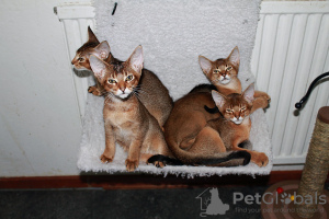 Photo №2 to announcement № 122004 for the sale of chausie - buy in Sweden from nursery, breeder